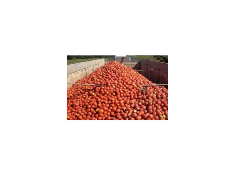 Anicav sigla con le Op le linee guida per il pomodoro da industria Anicav sigla con le Op le linee guida per il pomodoro da industria