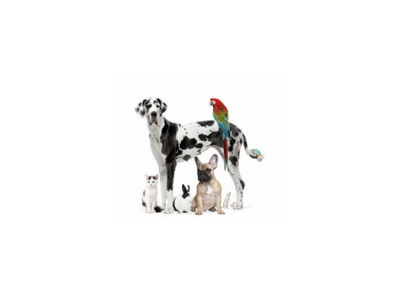 In Italia sempre più pet In Italia sempre più pet