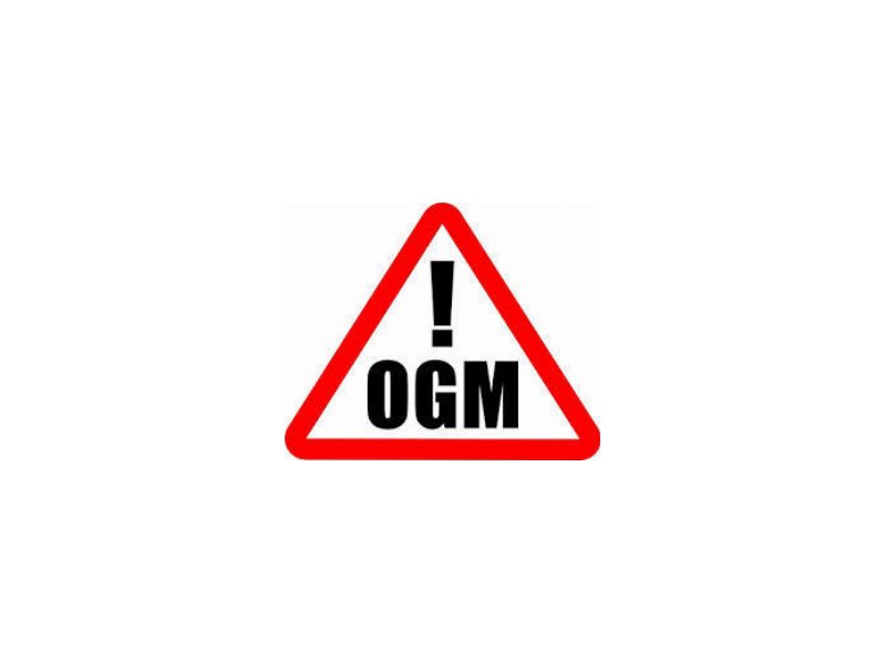 Ogm: Italia sostiene modifica normativa Ue per consentire divieti nazionali Ogm: Italia sostiene modifica normativa Ue per consentire divieti nazionali