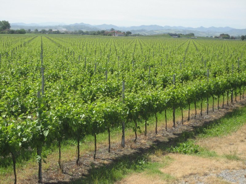 Peggiora il clima di fiducia delle aziende agricole italiane