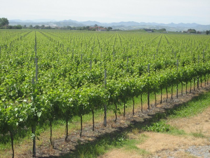 Peggiora il clima di fiducia delle aziende agricole italiane Peggiora il clima di fiducia delle aziende agricole italiane