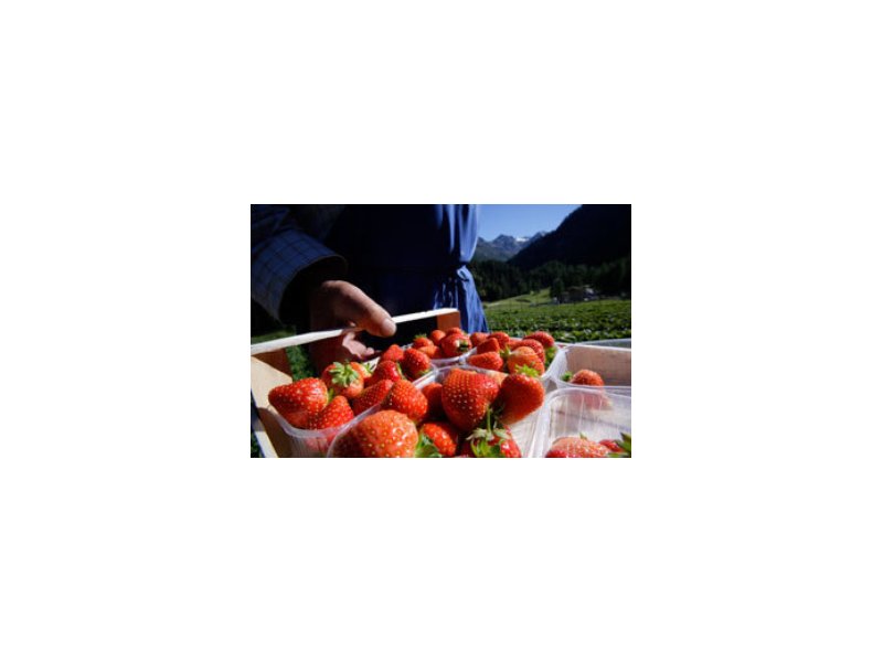Positiva la raccolta di piccoli frutti e verdura dell'Alto Adige Positiva la raccolta di piccoli frutti e verdura dell'Alto Adige