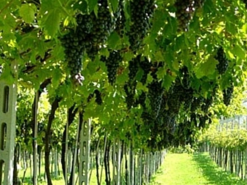 Consorzio Valpolicella approva il bilancio 2014