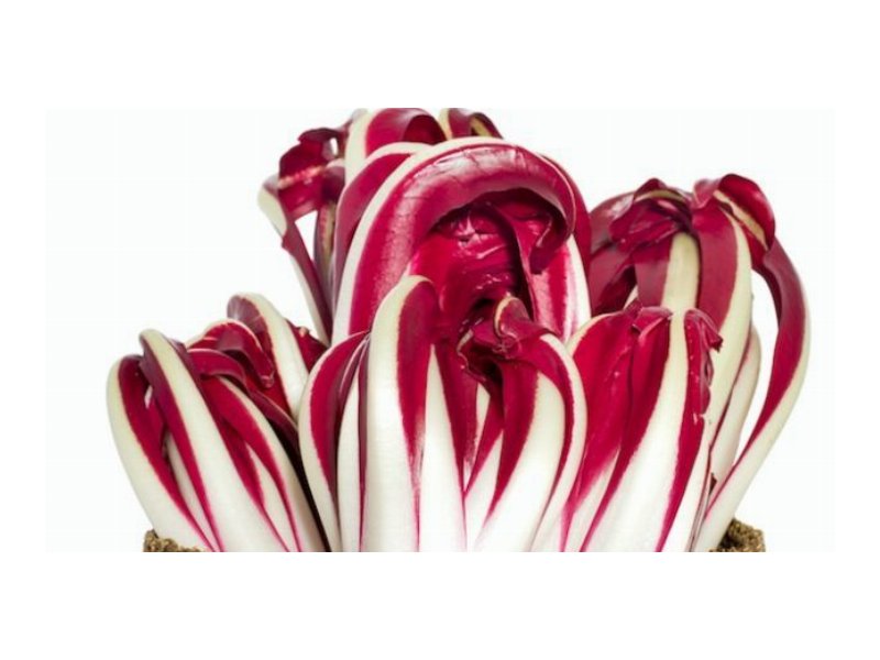 I produttori d'eccellenza celebrano il radicchio rosso igp