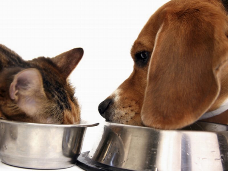 Il mercato del petfood in Italia chiude il 2014 con il segno più