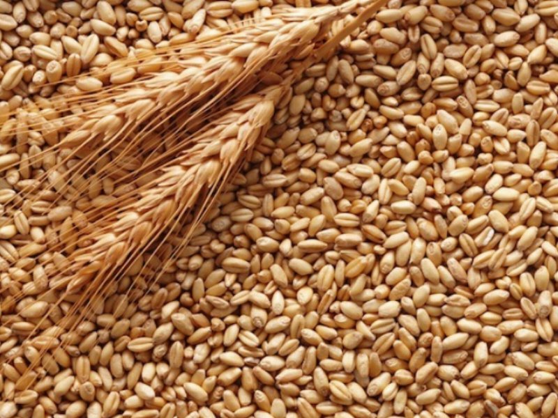 Ismea: i raccolti di grano duro risentono delle condizioni atmosferiche