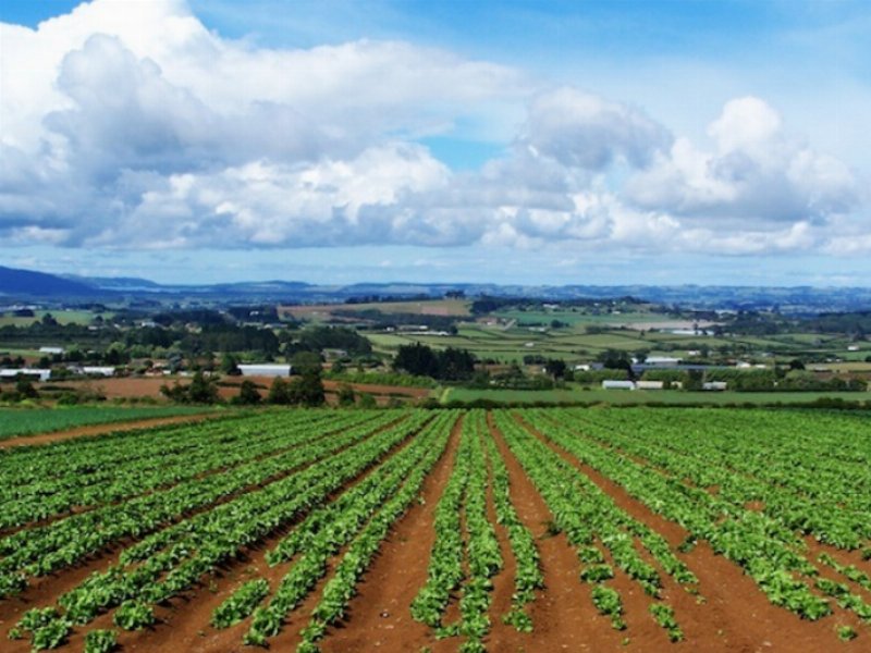 L’impresa agroalimentare italiana diventa giovane, etica e web oriented