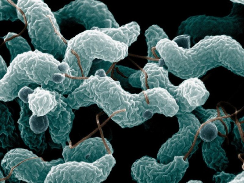 Sealed Air lancia una nuova offensiva contro il campylobacter