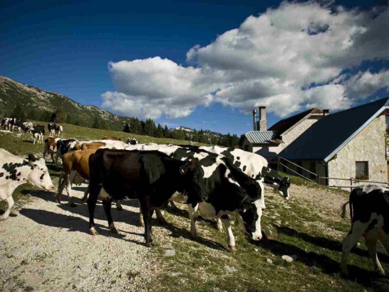 Asiago e Monte Veronese sulle strade dei cimbri per la valorizzazione della produzione d’Alpeggio