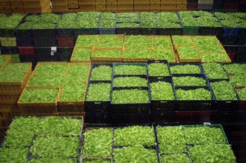 Bonduelle: un prodotto sano e fresco dal campo alla busta