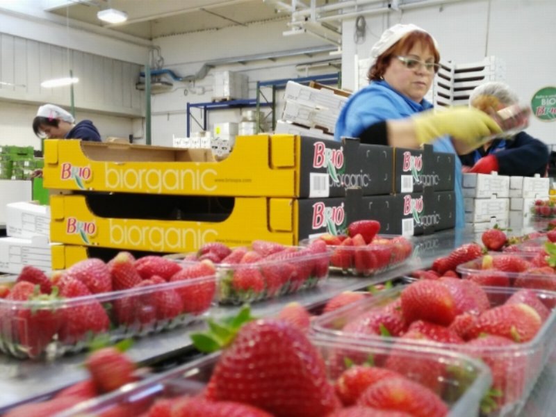 Brio: operativa la piattaforma per l'ortofrutta biologica di Pomezia