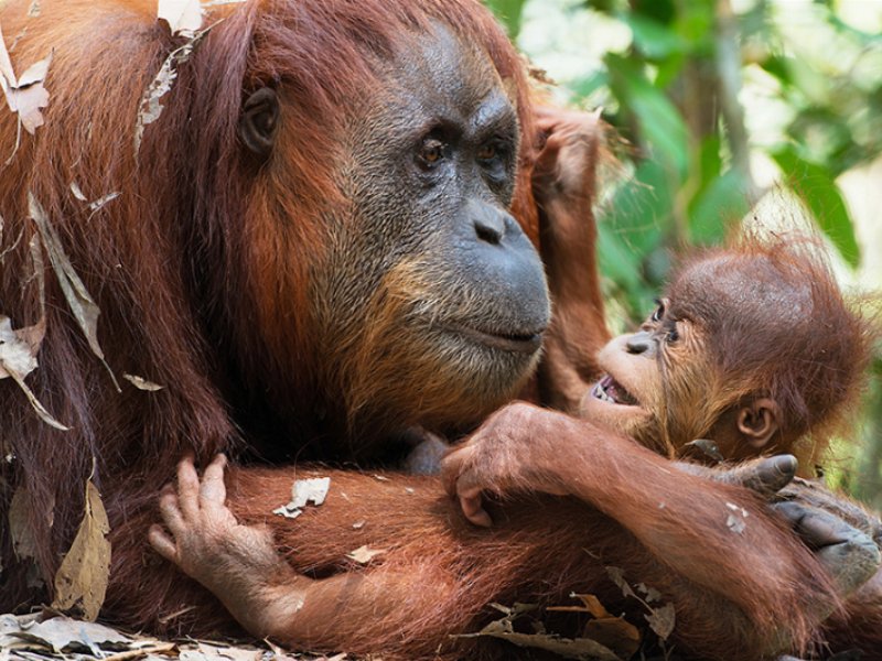 Di Leo promuove e sostiene il progetto ‘All’orango io ci tengo’