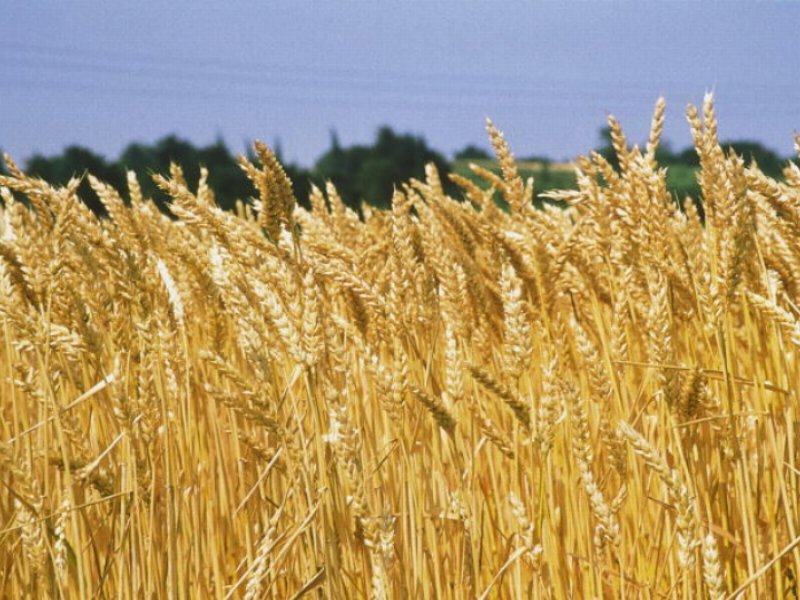 Grano: Aidepi, senza grano estero a rischio qualità pasta italiana