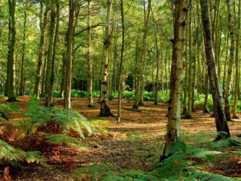 Leroy Merlin crede nell'utilizzo sostenibile delle risorse forestali