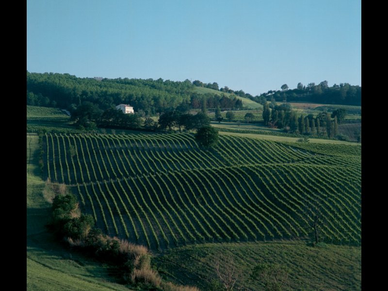  Moncaro punta sulla sostenibilità ambientale