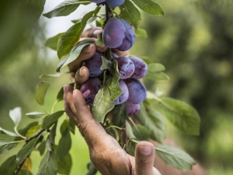 Nel 2016 raccolte 45.000 tonnellate di Prugne della California