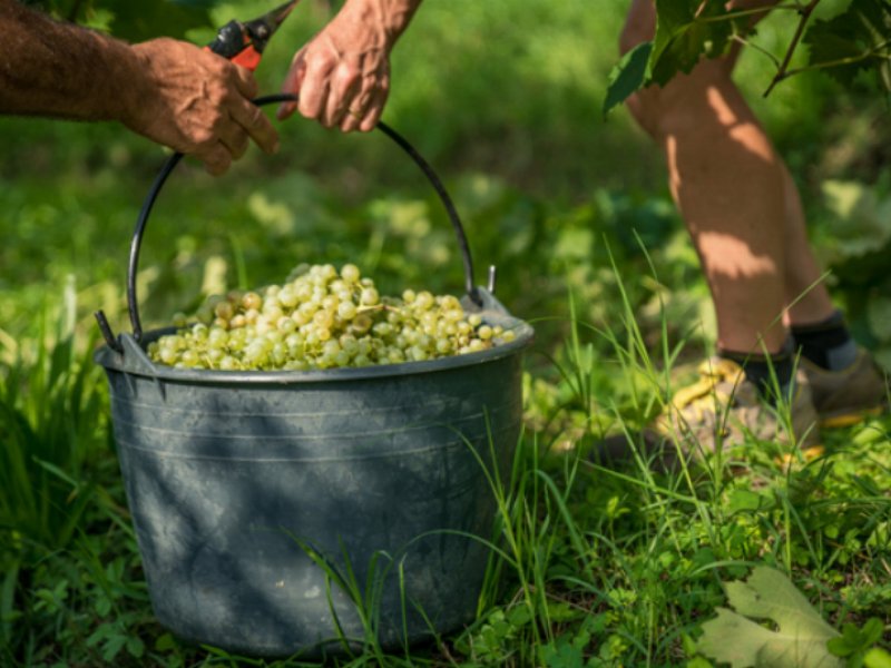 Valdo si prepara a una vendemmia di qualità