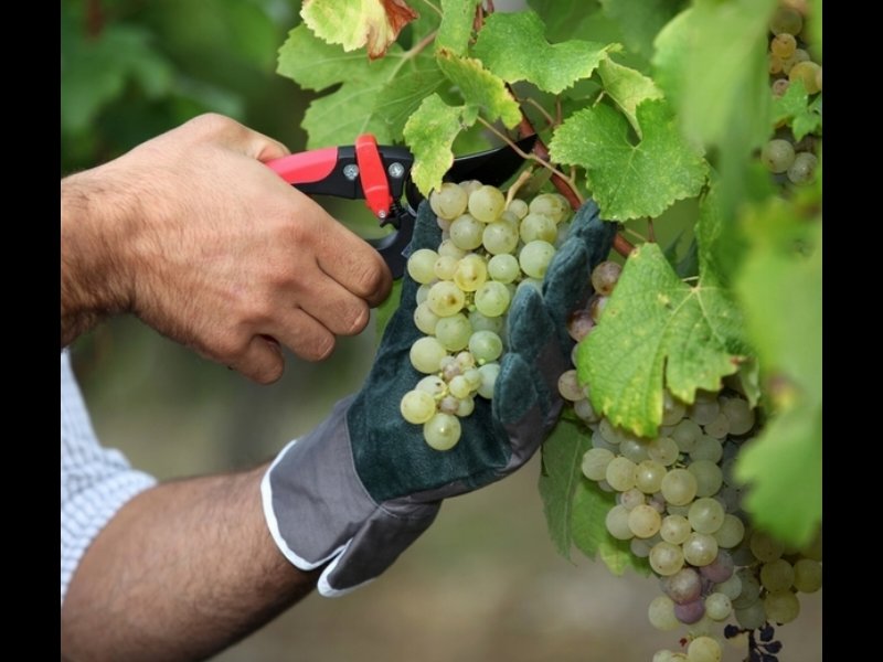 Vini La Delizia: doppia cifra anche nel 2015