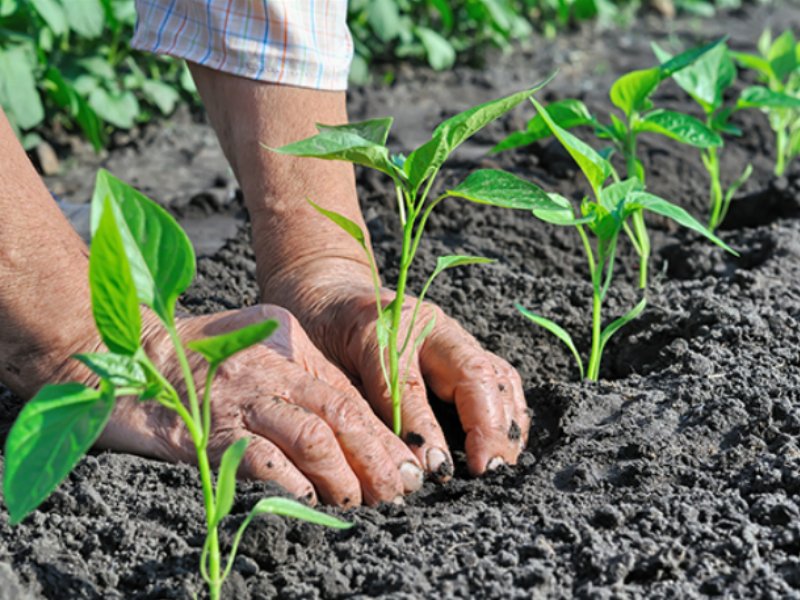 Agrinsieme, “da rivedere l’accordo di riforma Ue sulla legislazione biologica”