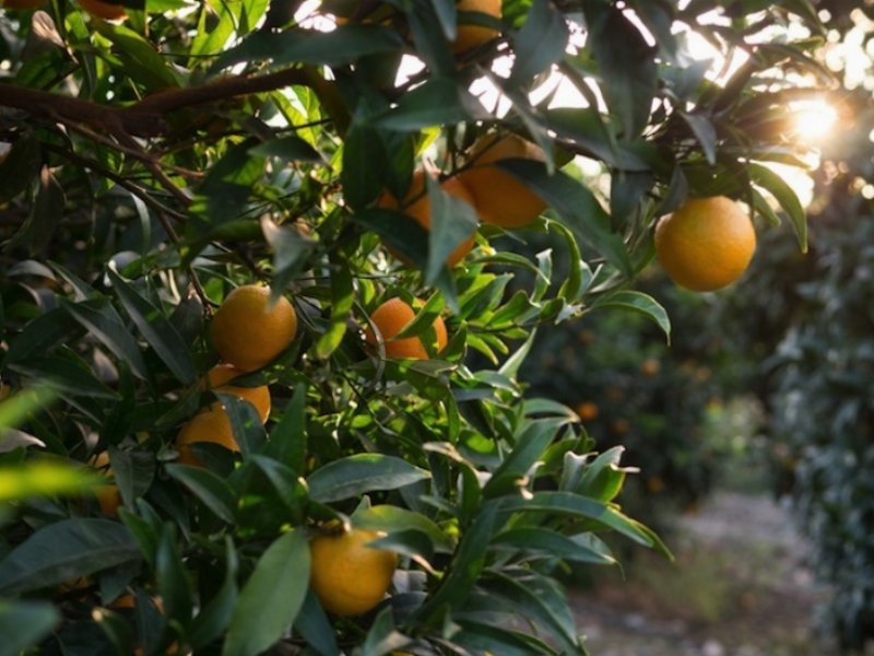 Al via la raccolta della clementina di O.P.Agricor