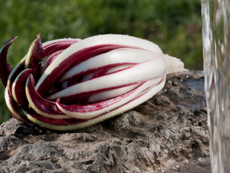 Al via la stagione del Radicchio Rosso di Treviso IGP