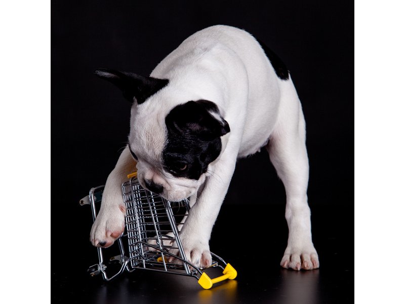 Cani al supermercato: prove di stop ma le regole non sono chiare