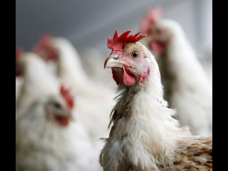 Coop rivoluziona 1.600 allevamenti animali e bandisce gli antibiotici dalla zootecnia