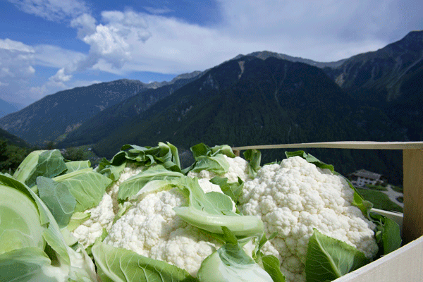 E' iniziata la raccolta del cavolfiore dell'Alto Adige