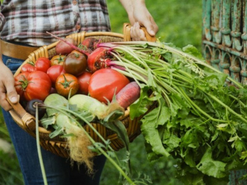 Europa divisa su agricoltura biologica