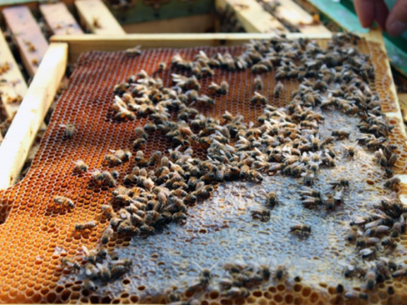 Fattoria Scaldasole sostiene il progetto “Bee my Future”