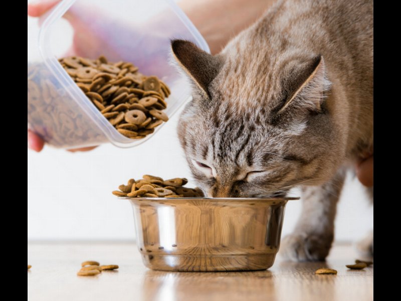 Il pet food si avvicina ai due miliardi di euro