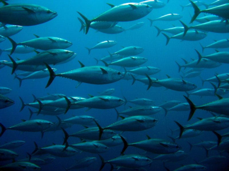 Mareblu conferma il proprio impegno per la sostenibilità