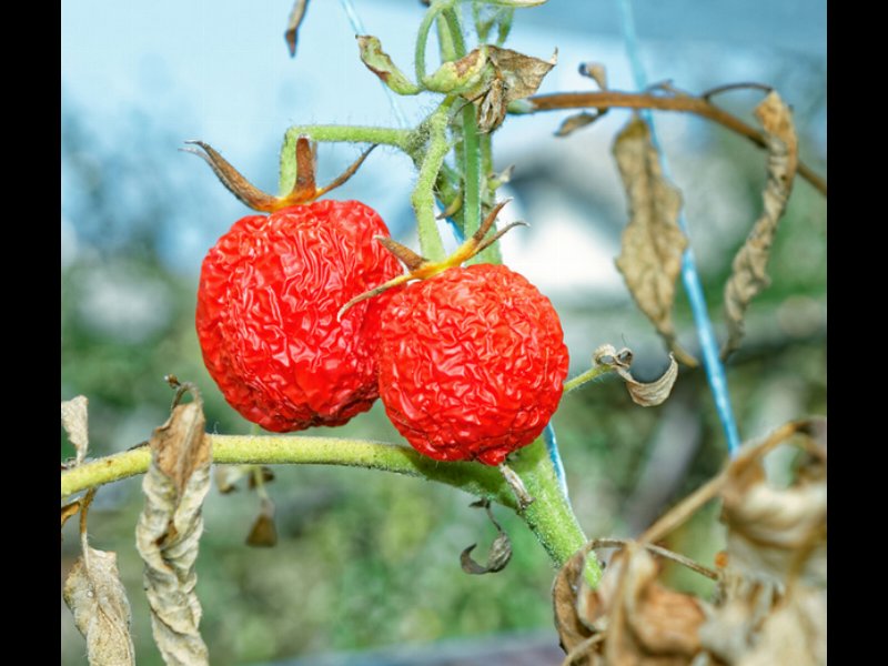 Ortofrutta: perché la siccità fa collassare i prezzi?