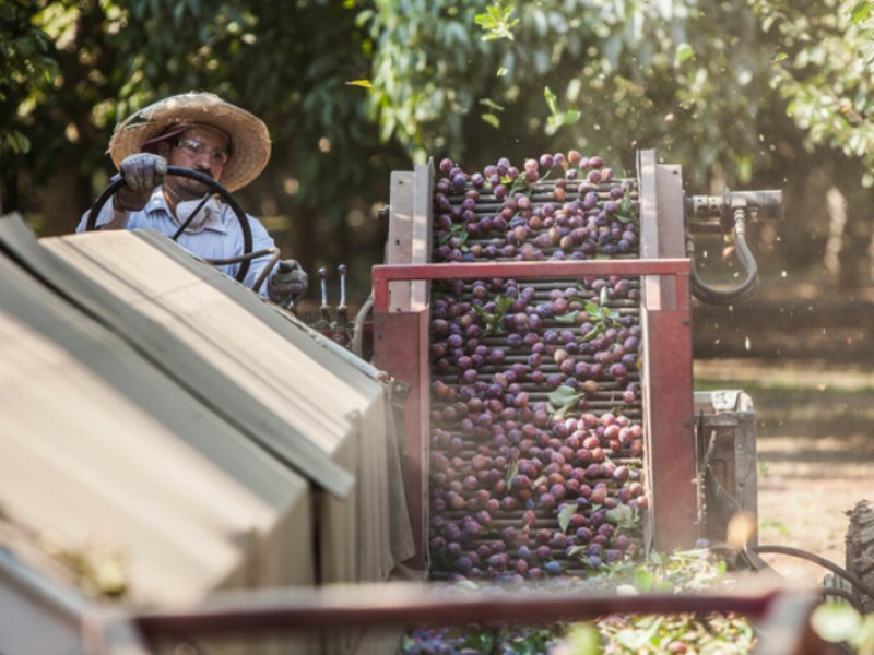 Prugne della California: previsione di raccolta di 105.000 tons nel 2017