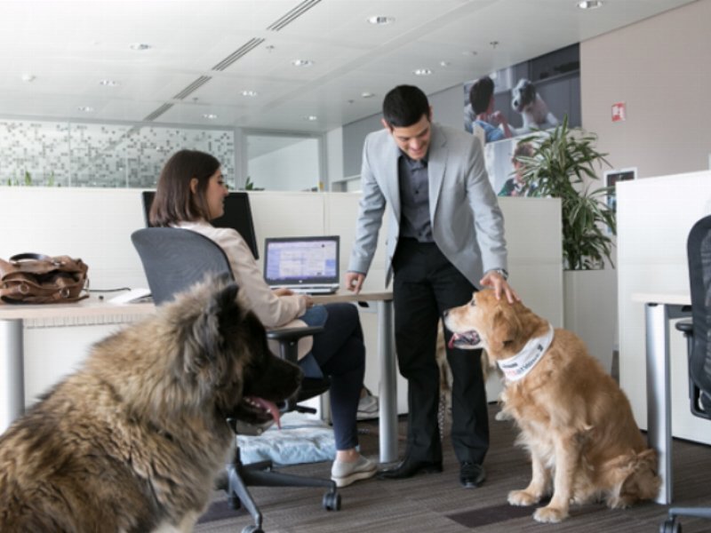 Un ambiente lavorativo pet-friendly aumenta la produttività?