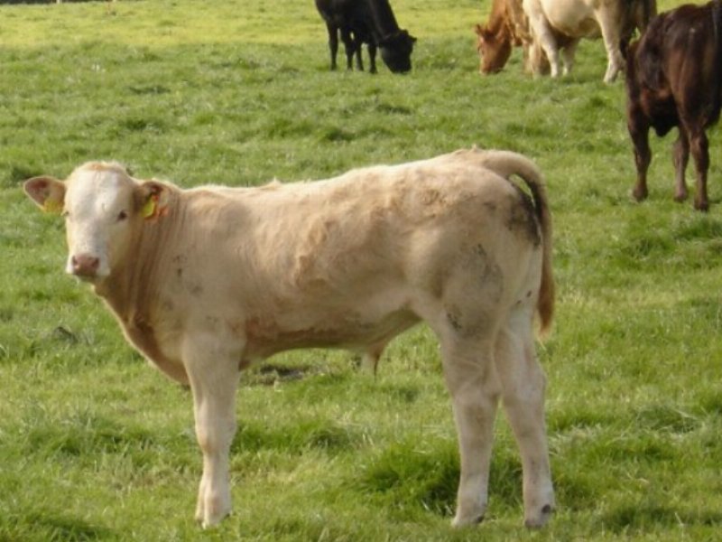 Zootecnia bovina: presentata la Carta di Padova