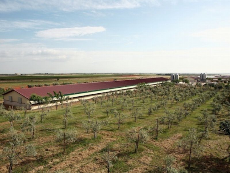 Amadori investe sul pollo biologico in Puglia