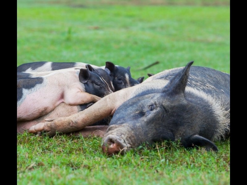 Benessere animale: in Italia vince Barilla e Coop entra in classifica