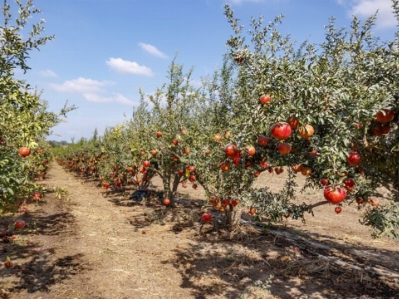 Birra Peroni lancia un’iniziativa a sostegno dell’ambiente