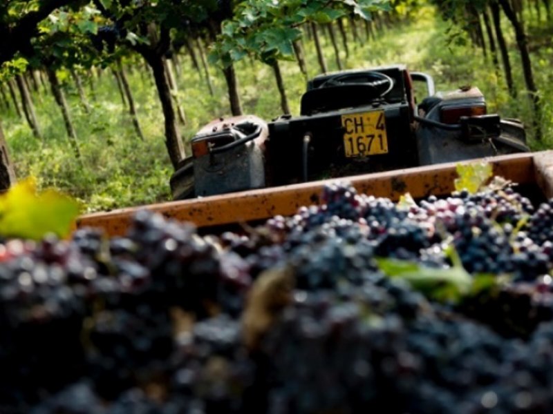 Cantina Tollo archivia una vendemmia positiva