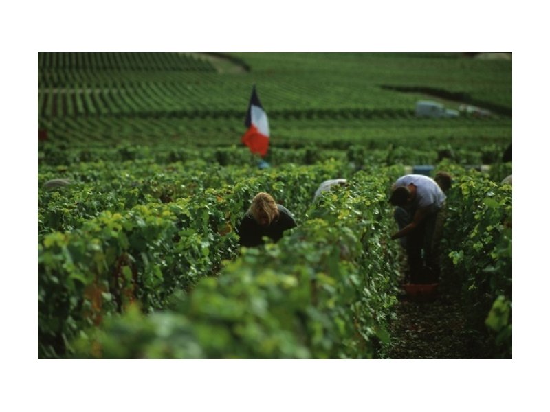 Champagne: la vendemmia 2018 è positiva