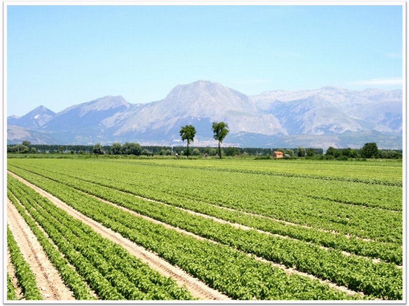 agrifood-covalpa-investe-sul-fogliame-e-inaugura-una-nuova-linea-nella-valle-del-fucino