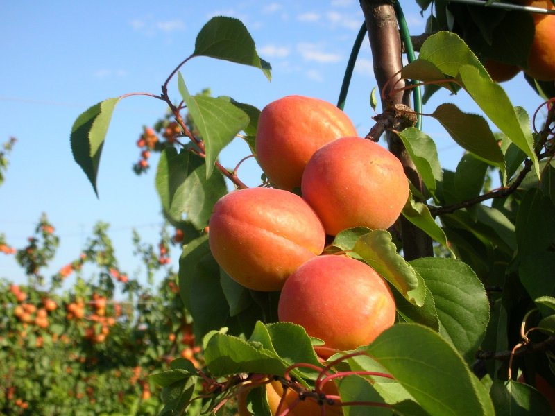 albicocco-3-dot-0-la-risposta-di-geoplant-alla-sfida-del-mercato