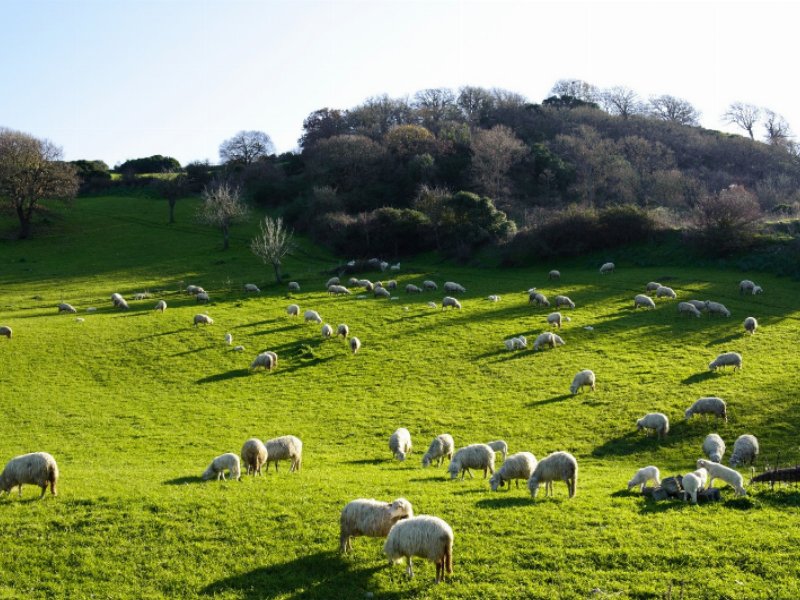 i-3-pecorini-d-dot-o-p-dot-eccellenze-e-tipicita-della-regione-sardegna-star