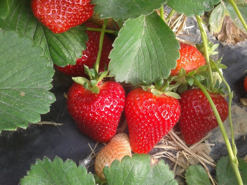 le-varieta-di-fragola-made-in-geoplant-una-sfida-nel-segno-della-qualita