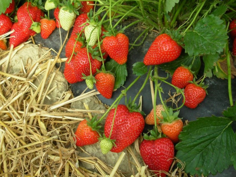 le-varieta-di-fragola-made-in-geoplant-una-sfida-nel-segno-della-qualita