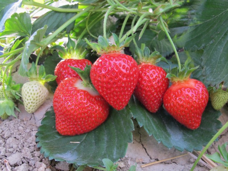 le-varieta-di-fragola-made-in-geoplant-una-sfida-nel-segno-della-qualita