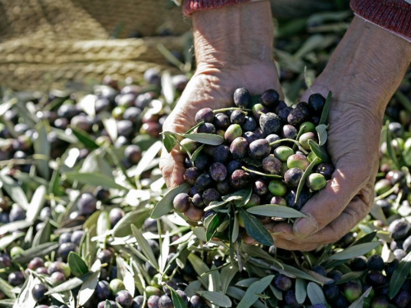 montalbano-agricola-punto-di-riferimento-per-lovicoltura-italiana