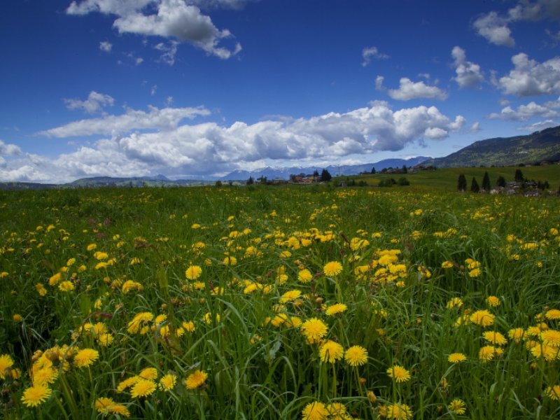 rigoni-di-asiago-e-lattenzione-allambiente