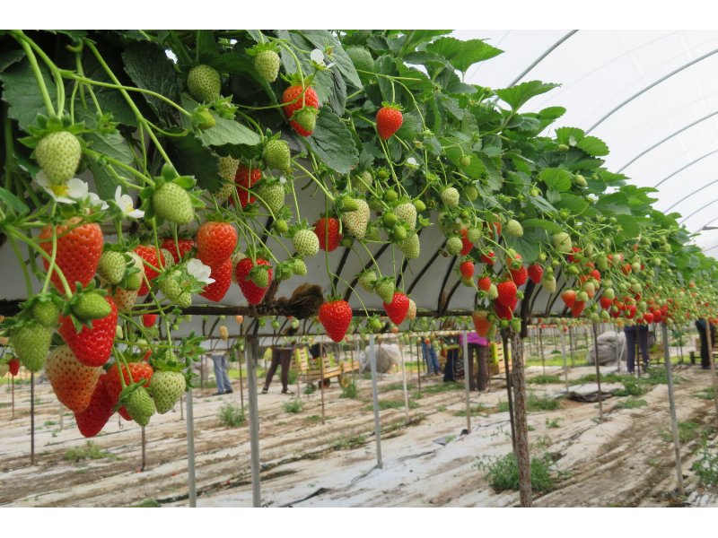 Fragole made in Geoplant: una sfida nel segno della qualità